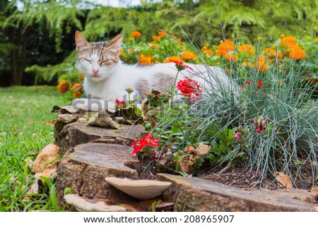 Stray cat in a garden of Burgas