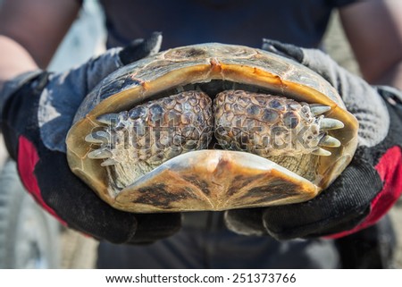 Wild Asian turtle in human hands hides face for paws. Kazakhstan.