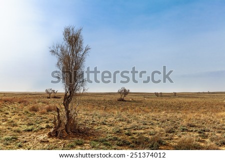 Saksaul - one of the few desert plants. The Kara Kum desert, Kazakhstan