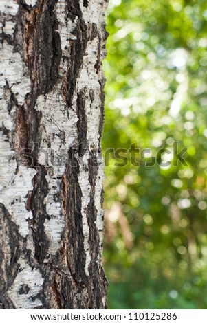 Detail of the trunk birch blurred green background