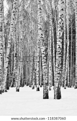 Birch trees in a snowy forest in black and white