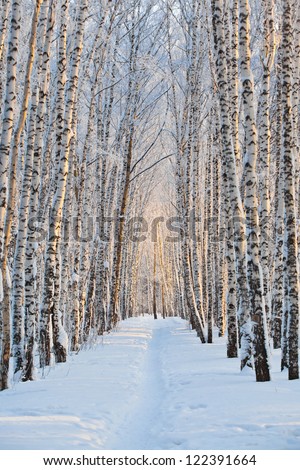 Snow-covered birch alley