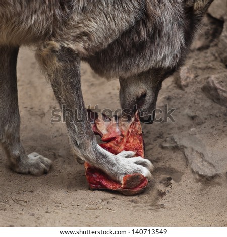 Wolf closeup eating a piece of meat