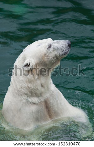 Polar bear closeup in turquoise water