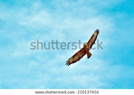 flying hawk