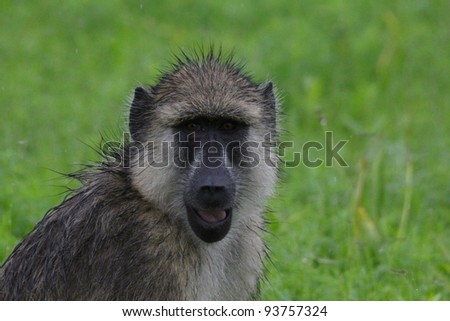 Baboon Smiling