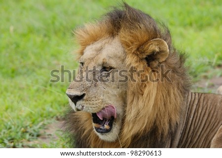 A male lion, yawning, Mikumi National Park, Tanzania