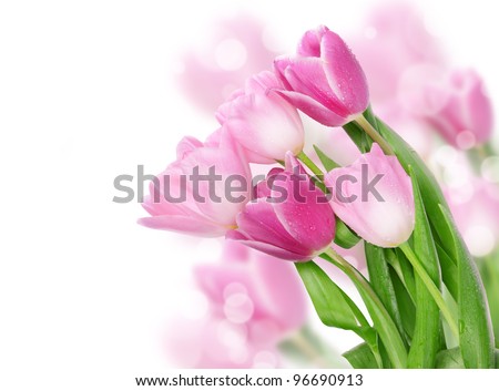 Tulip flowers isolated on white Tulip flowers isolated on white