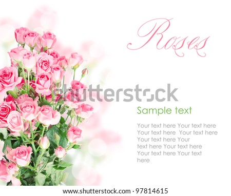 pink roses postcard design on white
