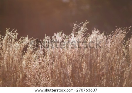 Grass Flower before the sun is getting set background