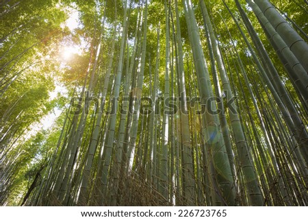 Bamboo forest with sky at Arashiyama, Kyoto, Japan.