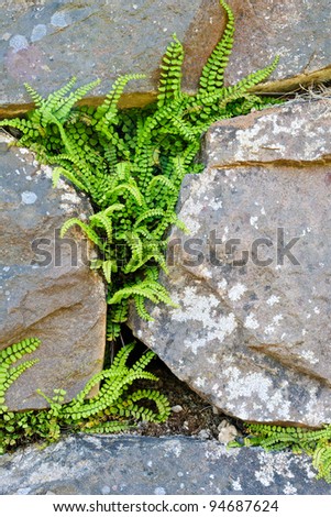 Adaptation of the little fern Spleenwort (Asplenium trichomanes) between a granite rock wall