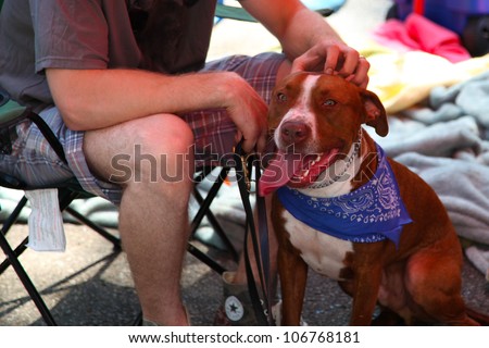NEW YORK CITY - 1 JULY 2012: Adopt, a coalition of several animal rescue groups, hosts its first adoption fair in Tompkins Square Park. Friendly pit bull attends on 1 July 2012 in New York City.