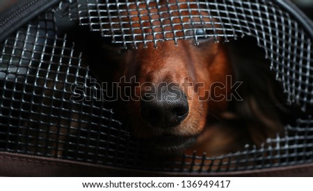 Dachshund for Rescue/Adoption/Longhair dachshund peering out of damaged carry crate