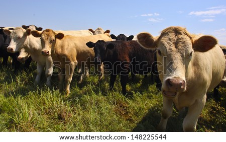 Heifers graze in a small herd along Kansas prairie