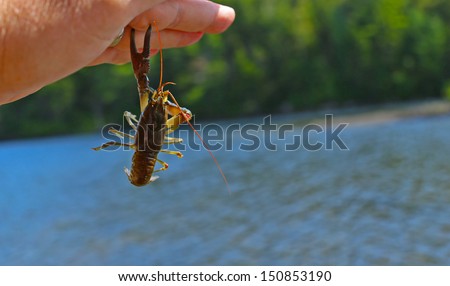 Crayfish clinging to man\'s hand by large claw with lake & tree line in background