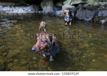 Two dachshunds play in the water by the shore of a lake