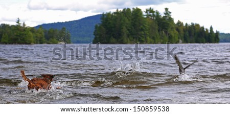 Long hair dachshund chasing ducks by the shore of Moosehead Lake in central Maine