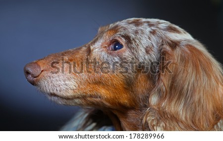 Headshot of elder double dapple longhair rescue dachshund against lighted background