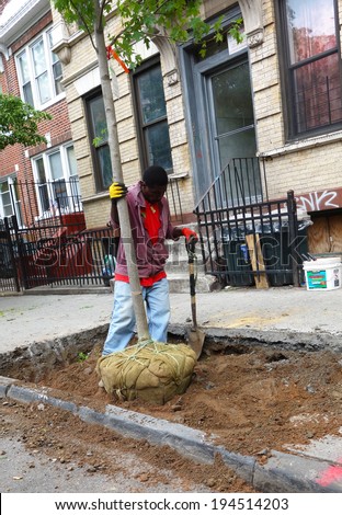 NEW YORK CITY - MAY 23 2014: One Million Trees, part of the privately funded New York Restoration Project, plants an additional 200,000 trees in city neighborhoods as part Mayor De Blasio\'s pledge