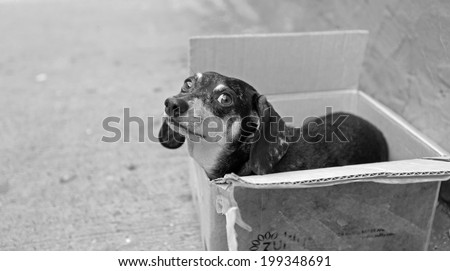 Black & white image of small abandoned dachshund looking frightened in small cardboard box on trash-strewn sidewalk