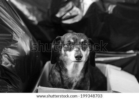 Black & white image of small abandoned dachshund looking frightened in small cardboard box on trash-strewn sidewalk