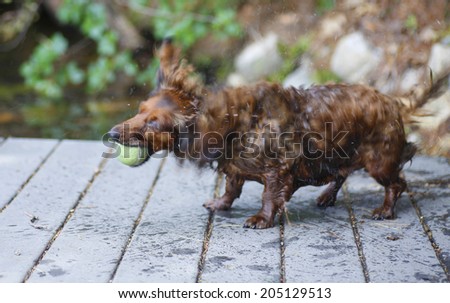 Long hair dachshund shaking dry with tennis ball in mouth on wood plank with lake & foliage in the background