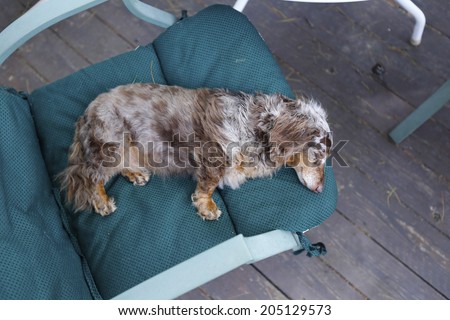 Elder dapple dachshund resting on one side on green cushion on outdoor deck