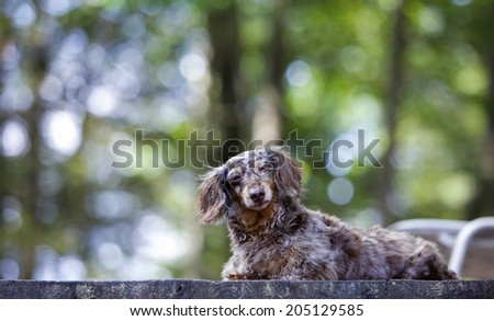 Elder dapple dachshund poised on wood deck with green forest foliage in the background