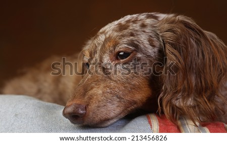 Close up of longhair elder dapple dachshund reclining on blue & red cushion