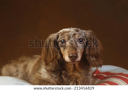 Front view of elder longhair double dapple dachshund reclining on blue & red cushion