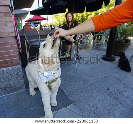 NEW YORK CITY - SEPTEMBER 27 2014: Best Friends Animal Society hosted its annual Strut Your Mutt walk & fundraiser along West Side Highway followed by an adoption fair on Pier 84. Cashew gets a treat