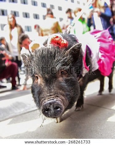 NEW YORK CITY - APRIL 5 2015: : thousands of New Yorkers filled 5th Avenue marking Easter Sunday with the tradition Easter Bonnet Parade, a tradition dating from the 1870s. Vietnamese pot bellied pig