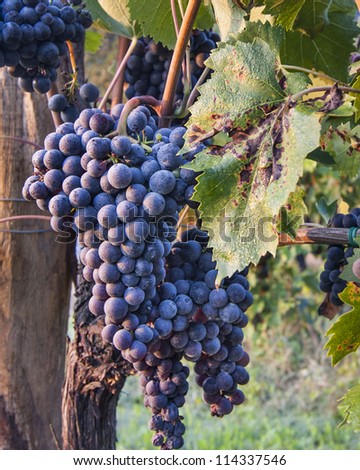 Red Wine Grapes on Vines on Vine with Morning Dew