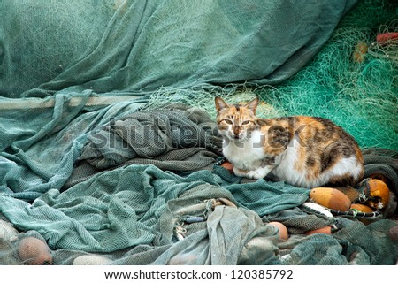 cat on fishing nets