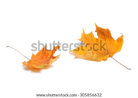Autumn maple leaf isolated on white background.