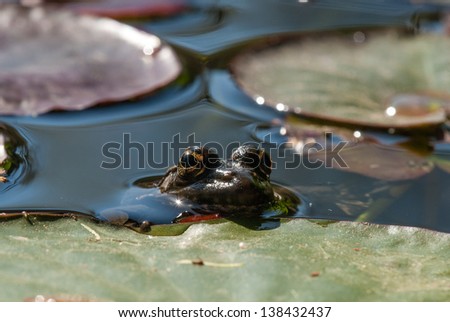 Perez\'s Frog in a pond