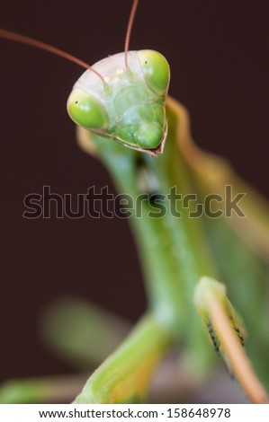European mantis or Praying mantis (Mantis religiosa)