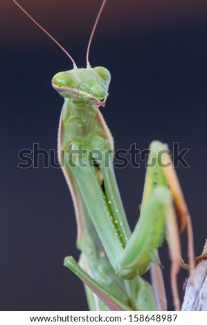 European mantis or Praying mantis (Mantis religiosa)