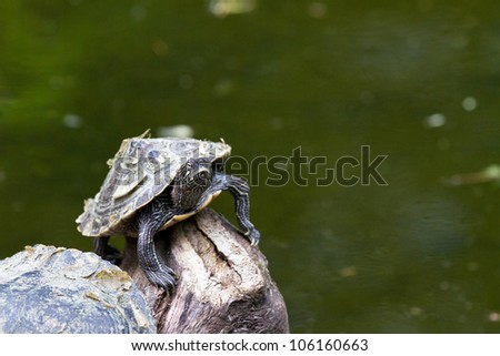 Tough looking little turtle above the water