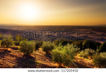 Beautiful landscape of Tuscany, Italy, at sunset in summer with some olive trees