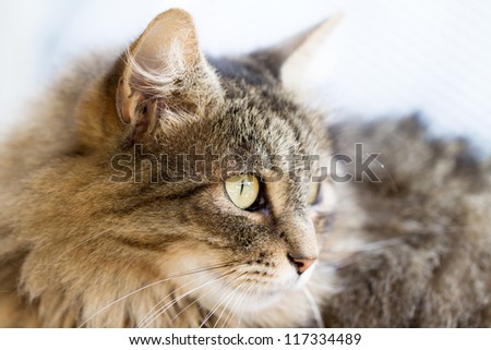 Side profile of a Norwegian Forest cat