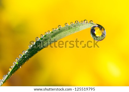 Danderlion reflected in water drops on a halm of grass in spring