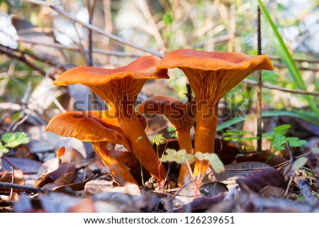 A group of wild mushrooms from the genus  Cantharellus. Most well know is the Cantharellus cibarius, commonly known as the chanterelle, golden chanterelle or girolle.