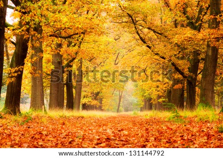 Beautiful autumn forest in national park \'De hoge Veluwe\' in the Netherlands