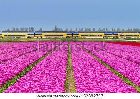 Beautiful spring view on a tulip field in the Netherlands with a train in the background