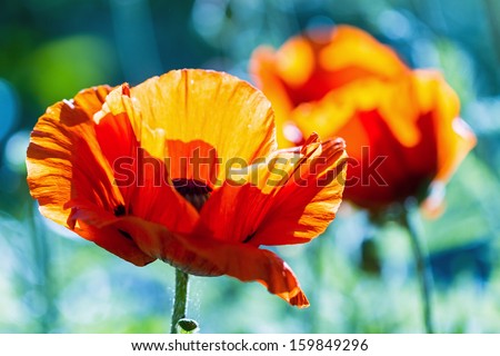 Beautiful Poppies in spring with red poppies against a black and white background