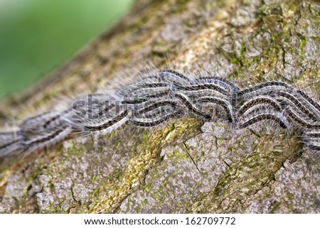 The Oak Processionary (Thaumetopoea processionea) caterpillars on the move on a tree in spring in the Netherlands.