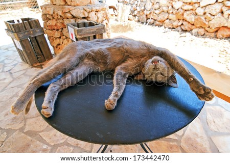 Crazy lazy cat lying outside on a small table on the island Zakynthos, Greece