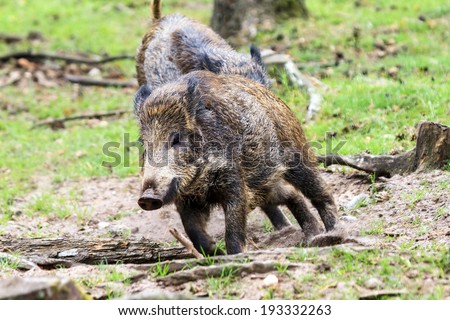 Wild boars (Sus scrofa) in national park \'Het Aardhuis\' at the \'Hoge Veluwe\' in the Netherlands